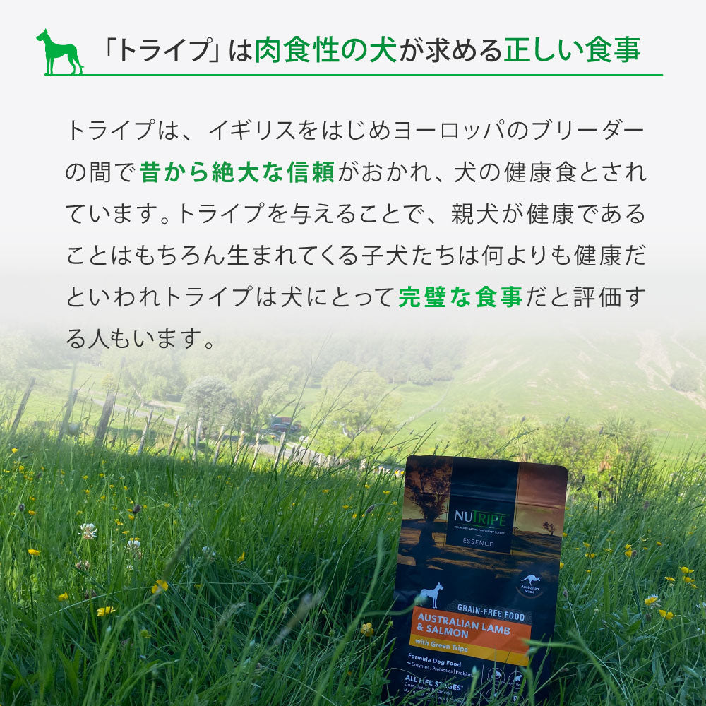 ニュートライプ GFドライ ドッグ サーモン&フィッシュ with グリーントライプ 200g×12袋【送料無料】 グレインフリー 穀物不使用 犬 ドッグフード 無添加