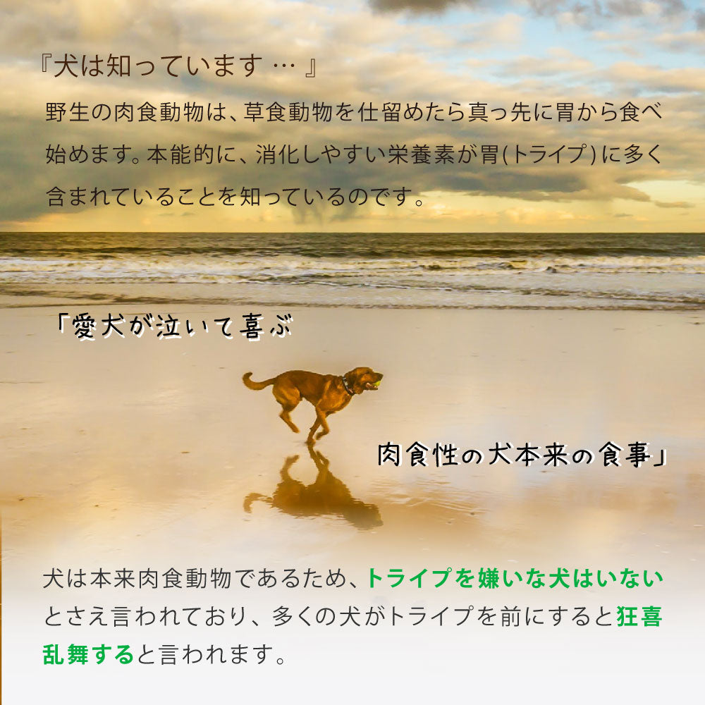 ニュートライプ GFドライ ドッグ サーモン&フィッシュ with グリーントライプ 200g×12袋【送料無料】 グレインフリー 穀物不使用 犬 ドッグフード 無添加