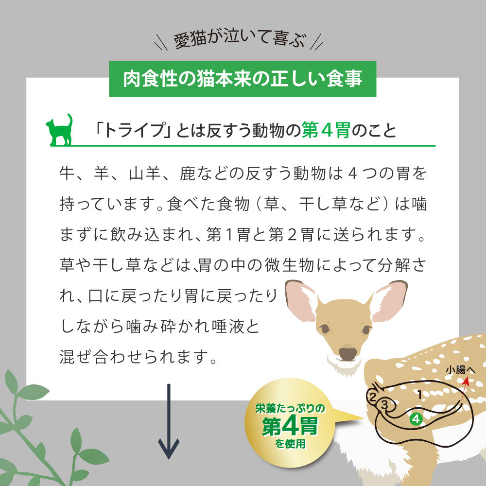ニュートライプ GFドライ キャット ビーフ&チキン with グリーントライプ 200g×6袋【送料無料】 グレインフリー 穀物不使用 犬 ドッグフード 無添加