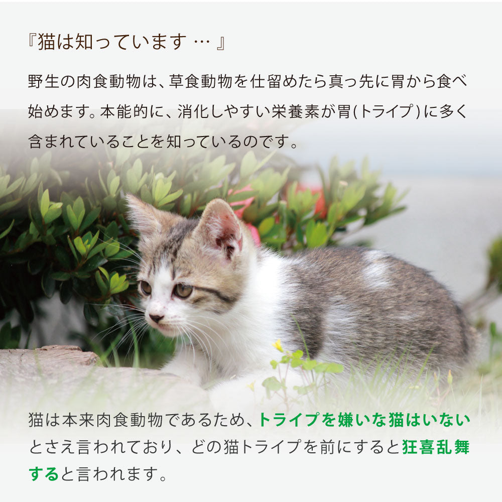 ニュートライプ GFドライ キャット ビーフ&チキン with グリーントライプ 200g×6袋【送料無料】 グレインフリー 穀物不使用 犬 ドッグフード 無添加