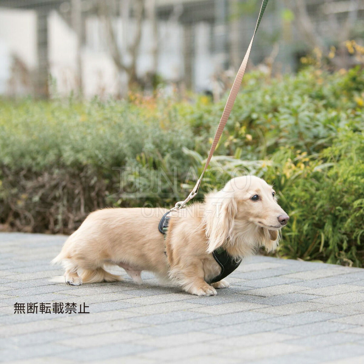 オッポ OPPO ツナゴ TUNAGO ダブルプレミアムカラー Double Premium CollarDobP Collar XS グリーン/ライトブラウン