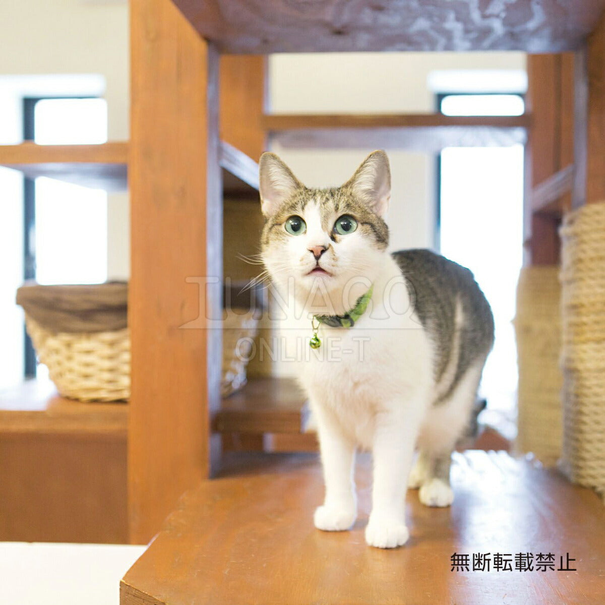 オッポ OPPO ツナゴ TUNAGO エンビ―キャットカラー ENVY Cat Collar ライン グリーン