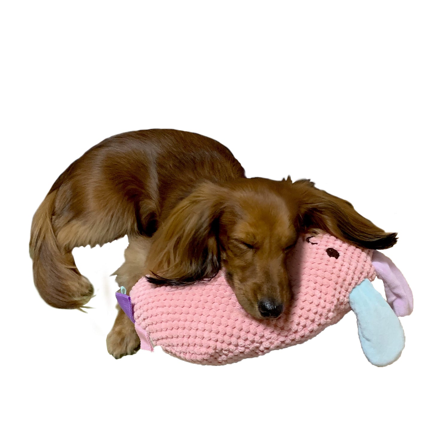 ペッツルート 犬用おもちゃ ごろりんずーずー うさぎ