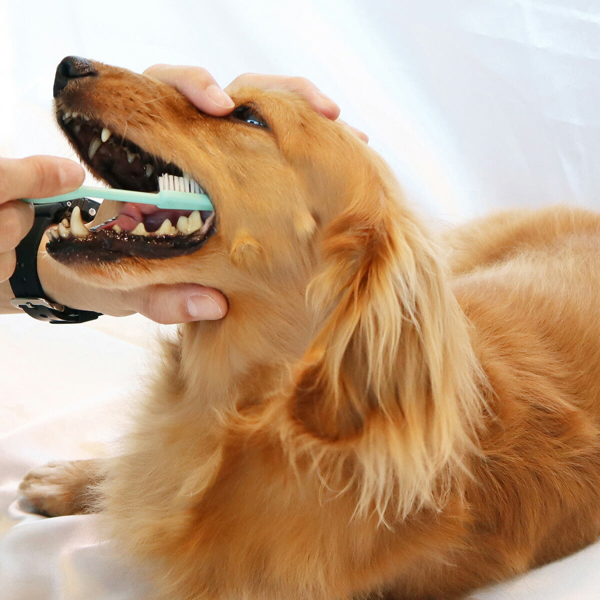 ペッツルート 奥まで届く歯ブラシ