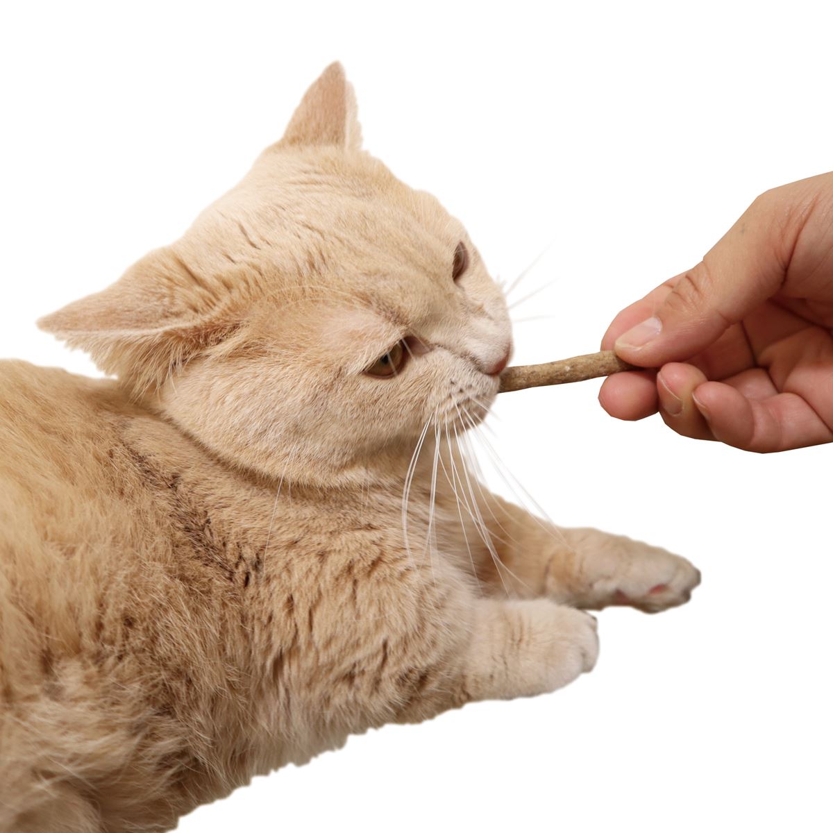 ペッツルート いっしょに歯磨きちゅーむ かつお 猫用 おやつ ガム 25g