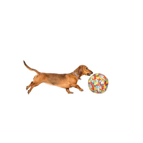 ペットブルーン Petbloon ドッグ・バルーン 犬 風船カバー おもちゃ ボール コンパクト 持ち運び