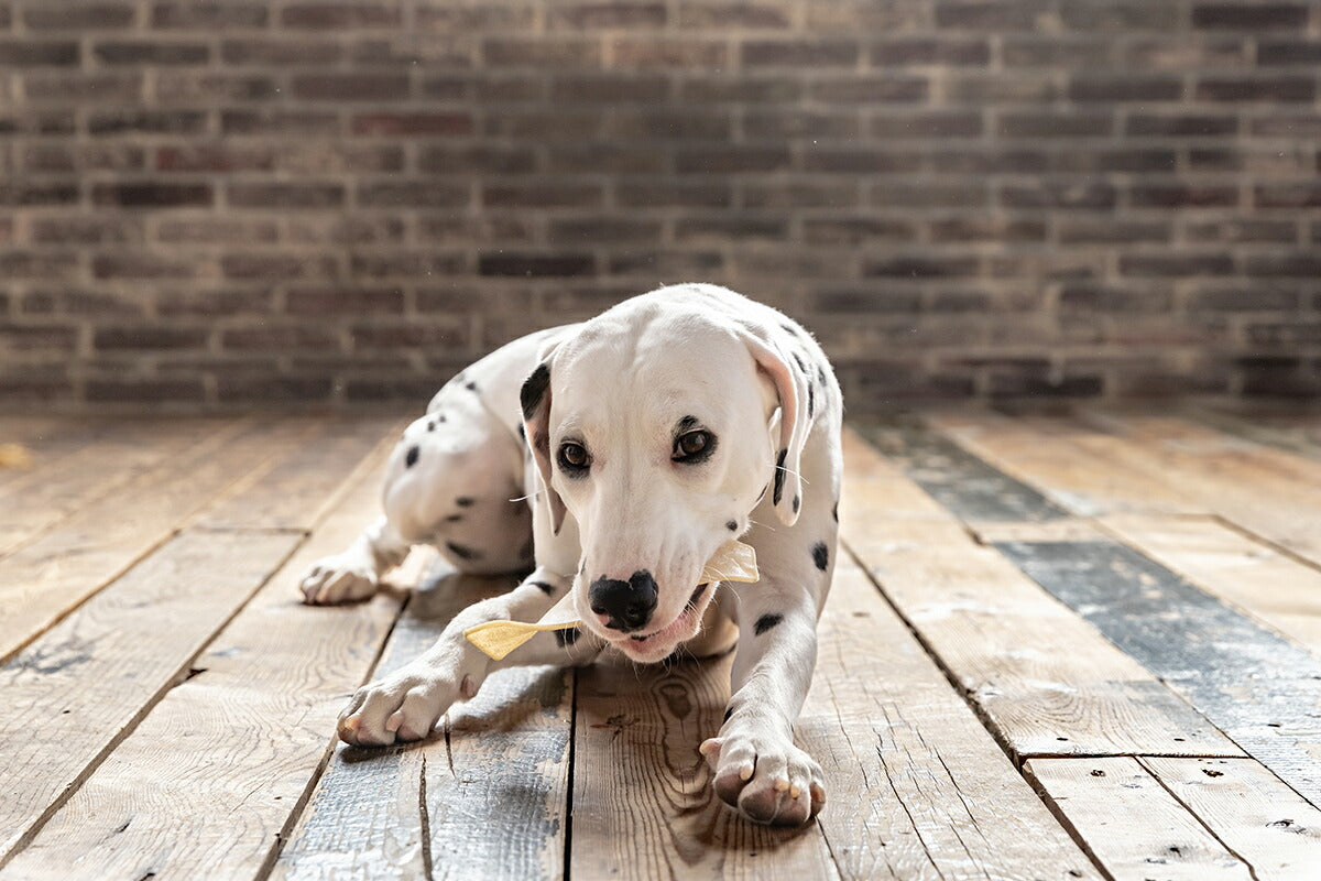ファッド FAD 国産牛皮ガム チップス 5枚(約80g) 犬 おやつ ガム 無添加 デンタル