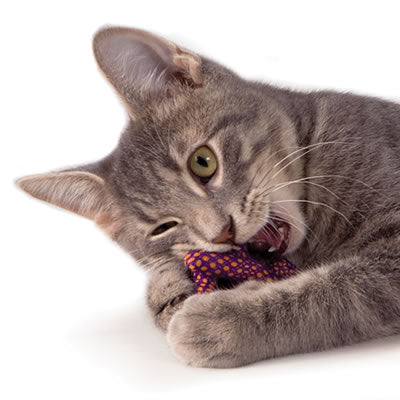 ペットステージ デンタル・プレツェル 猫用品/ねこ/ペットグッズ/ペット用品