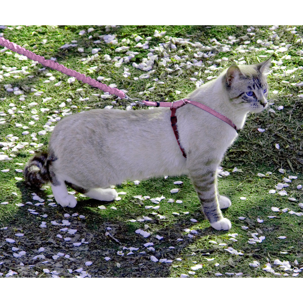 ペットセーフ イージーウォーク 猫用ハーネス&バンジーリード M ダスティローズ