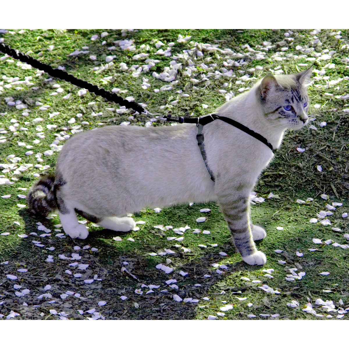 ペットセーフ イージーウォーク 猫用ハーネス&バンジーリード M ブラック