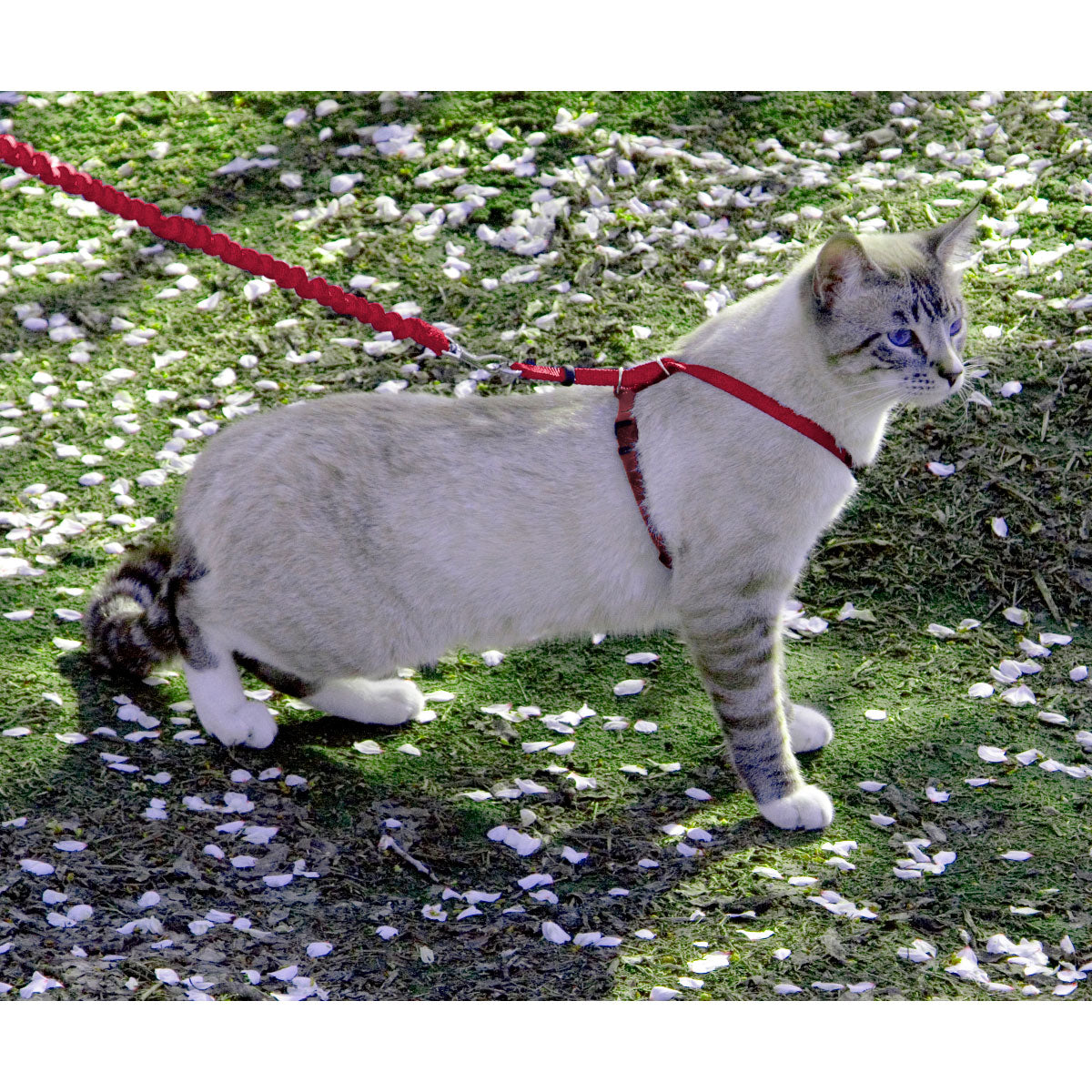 ペットセーフ イージーウォーク 猫用ハーネス&バンジーリード M レッド