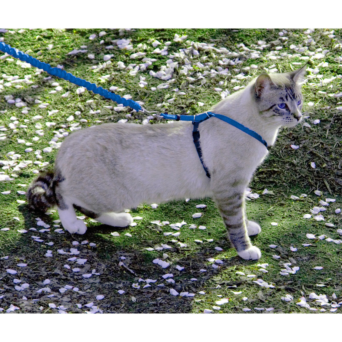 ペットセーフ イージーウォーク 猫用ハーネス&バンジーリード M ロイヤルブルー