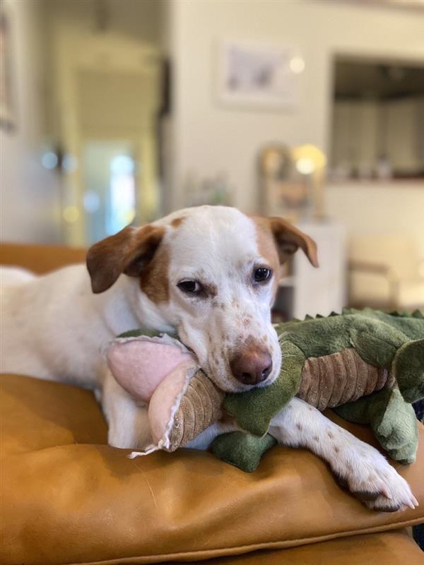 トール・テイルズ TALL TAILS クランチ・トイ アリゲーター 犬 おもちゃ ぬいぐるみ ワニ 音が鳴る サスティナブル