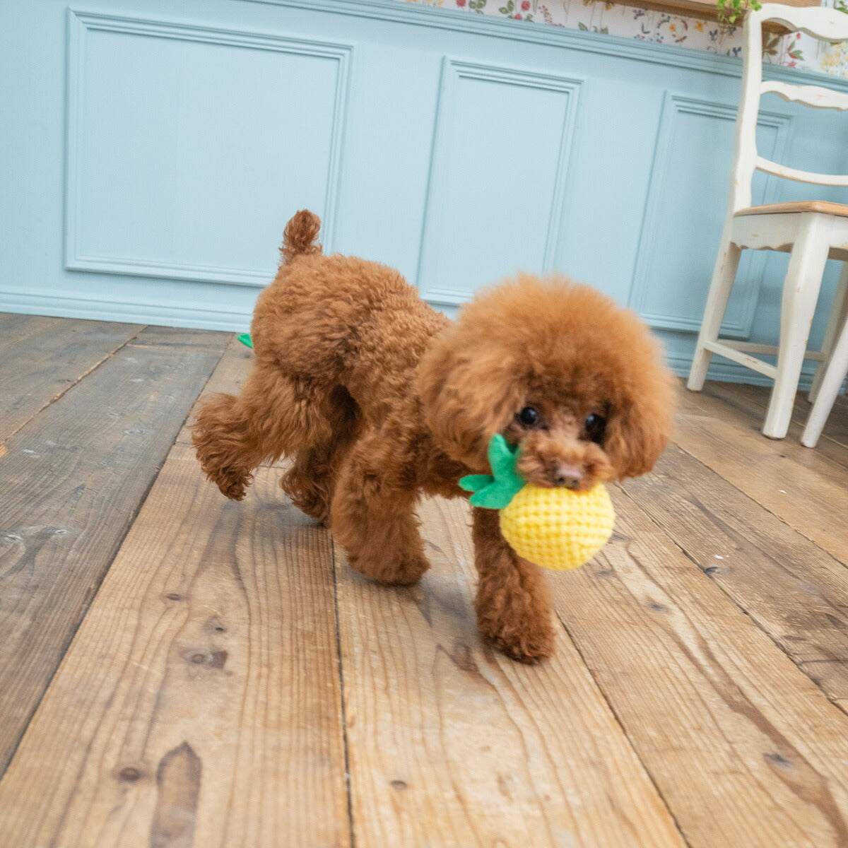 ソルグラ Solgra 犬のおもちゃ かんむりパイン イエロー