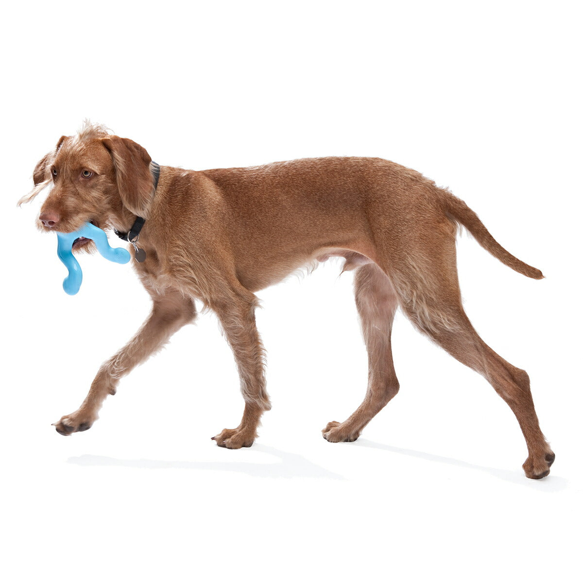 ウェストポウ ゾゴフレックス ティジー L アクアブルー