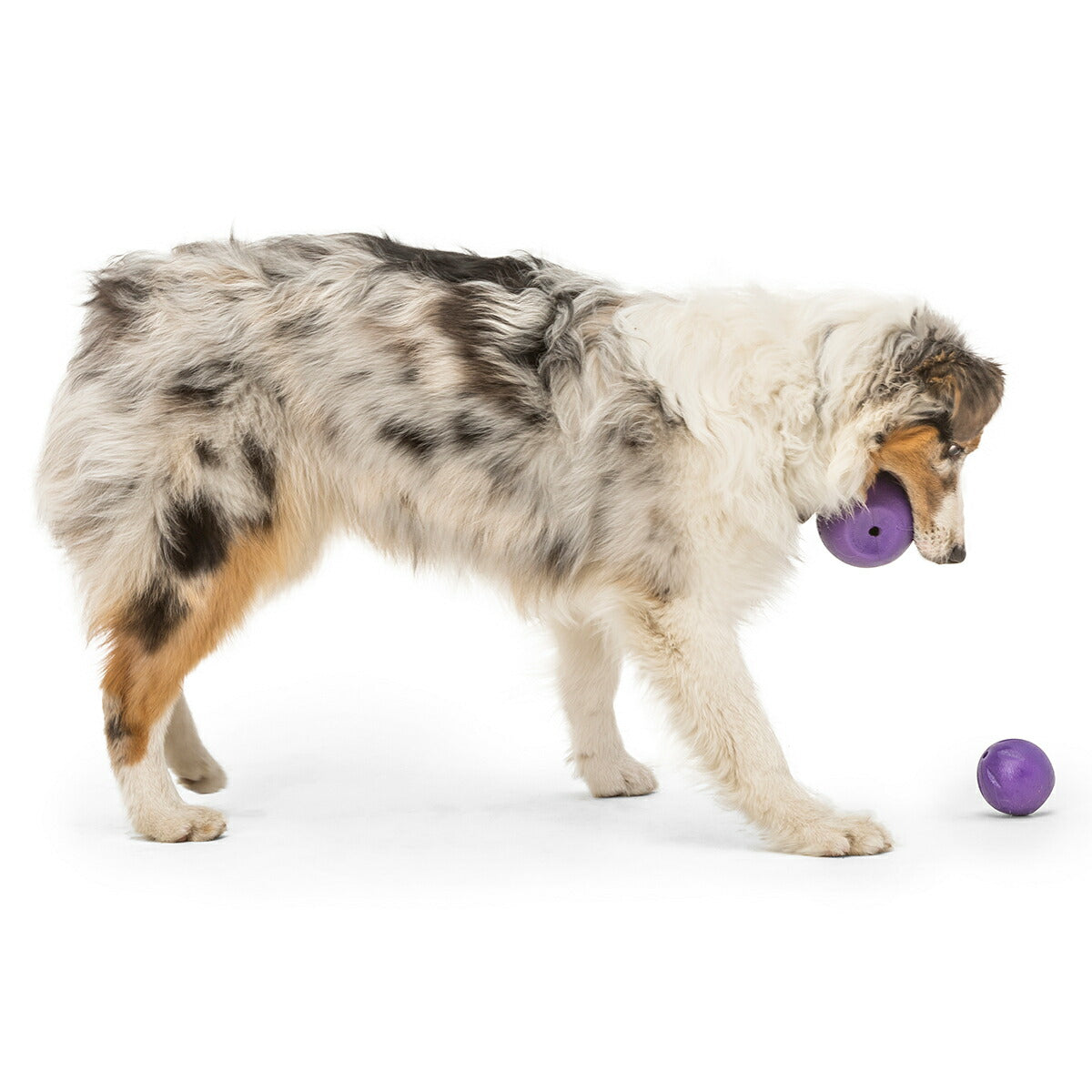 ウェストポウ ゾゴフレックス・エコー ランダ L エッグプラントパープル