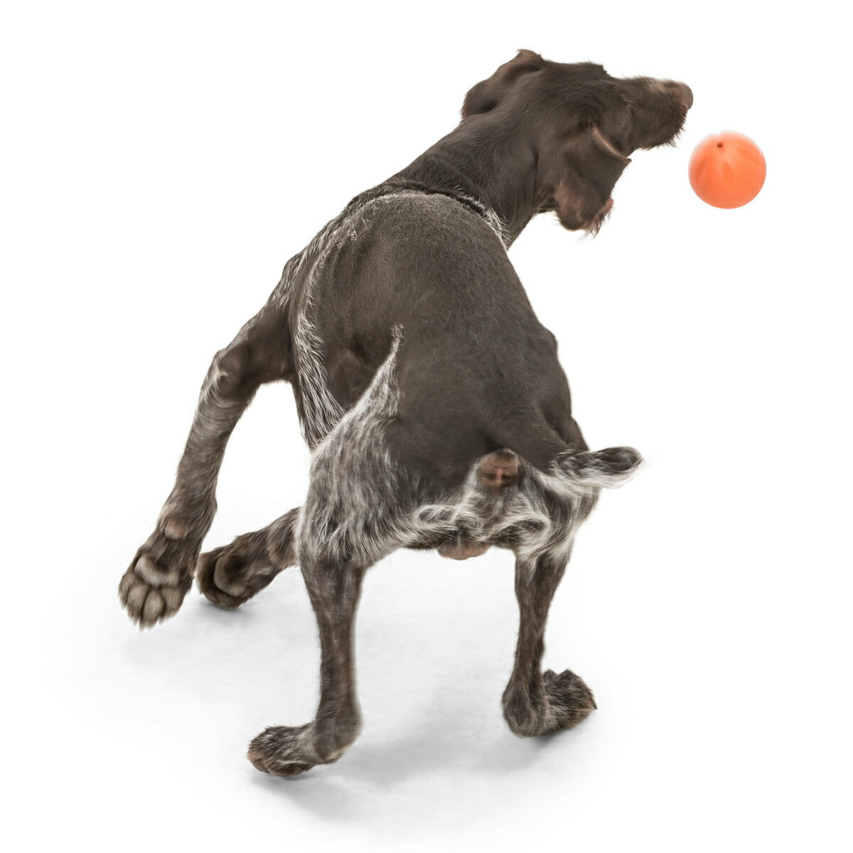 ウェストポウ ゾゴフレックス・エコー ランダ L メロンオレンジ