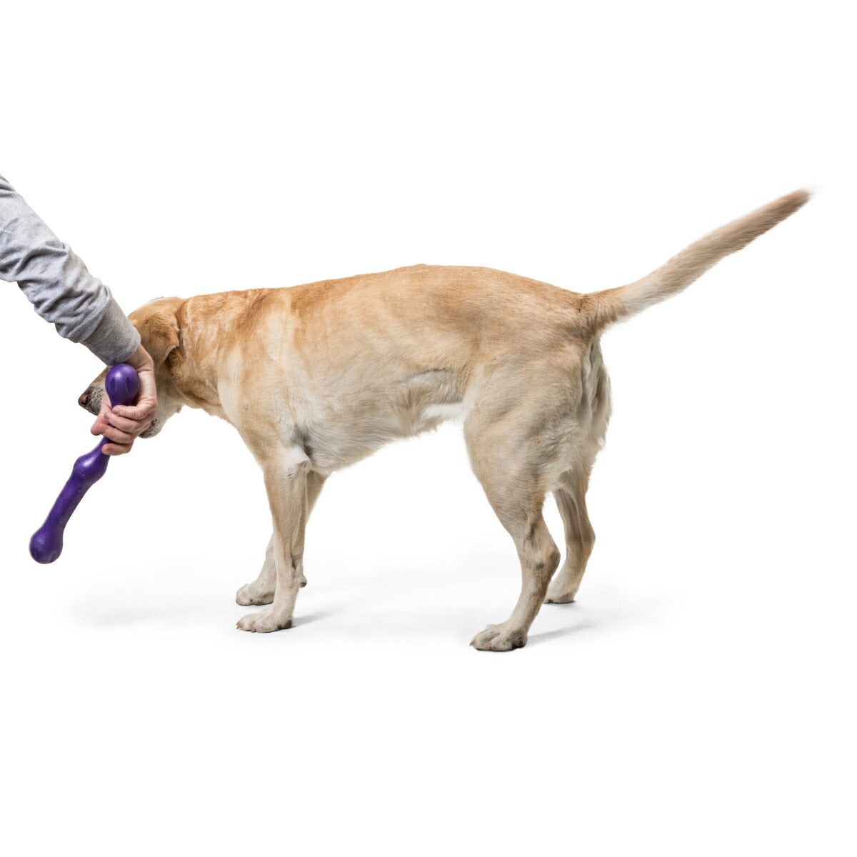 ウェストポウ ゾゴフレックス・エコー ズイッグ L エッグプラントパープル