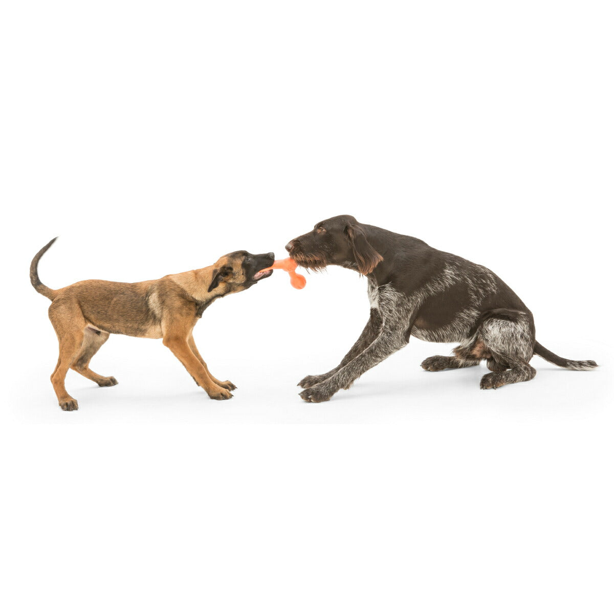 ウェストポウ ゾゴフレックス・エコー スキャンプ L オレンジ