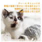 チャーム CHARM キャットフード キトゥン 子猫用 穀物不使用 1kg×12個セット