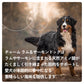 チャーム CHARM ドッグフード ラム＆サーモンドッグ 全年齢用 穀物不使用 340g×36個セット