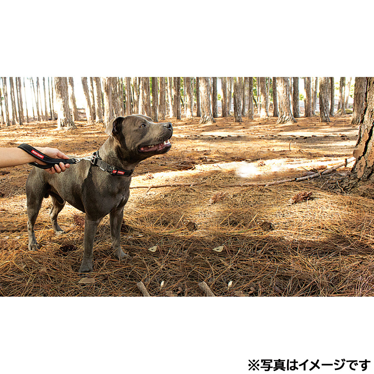 イージードッグ EZYDOG モングリルネオ レッド