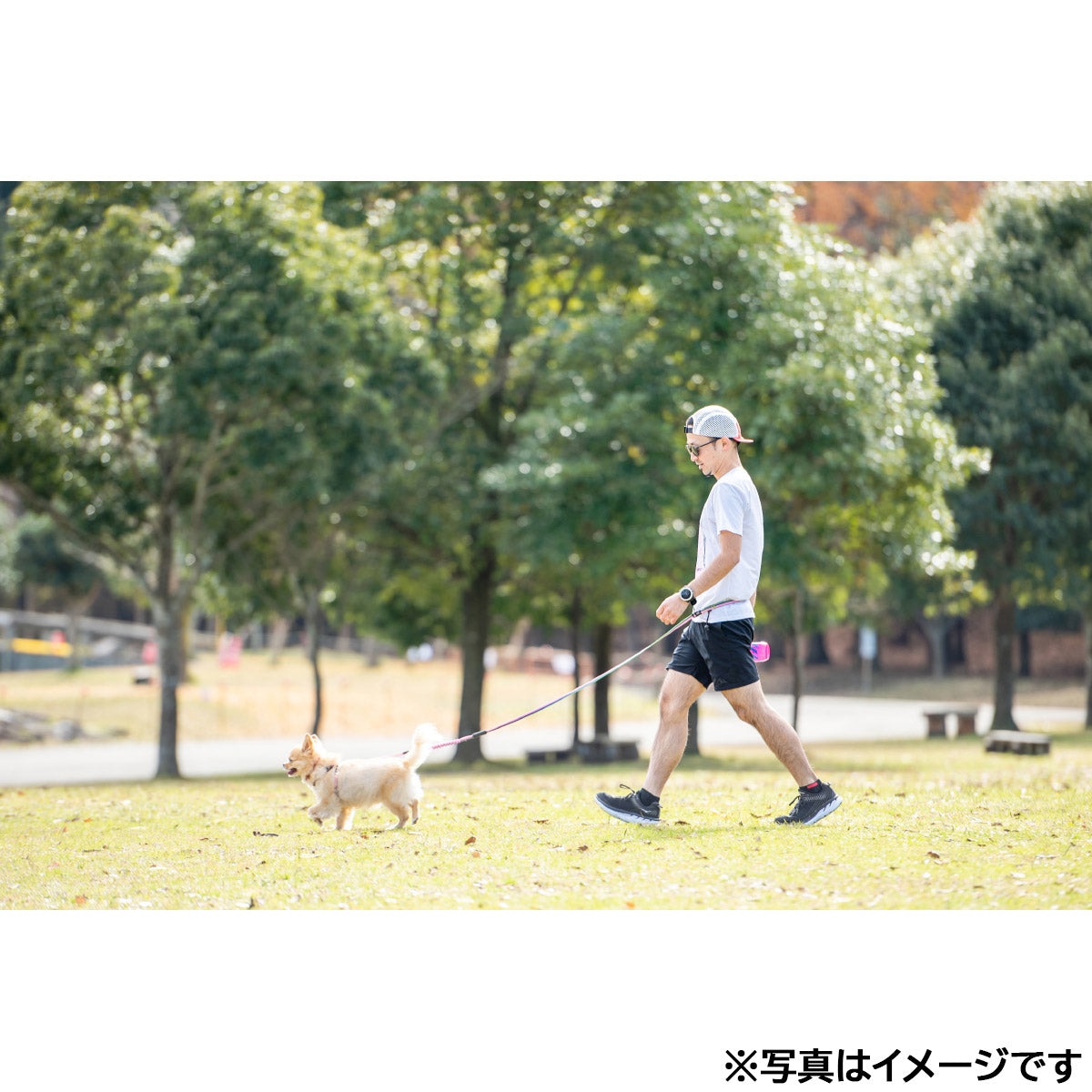 イージードッグ EZYDOG ロードランナーライト レッド【送料無料】
