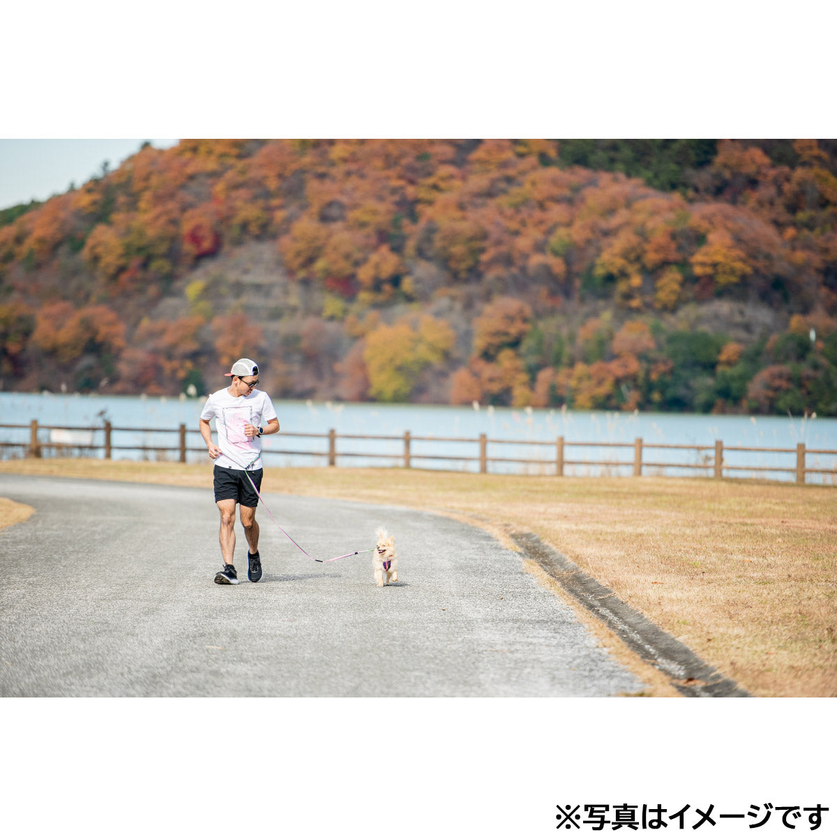 イージードッグ EZYDOG ロードランナーライト ブラック【送料無料】