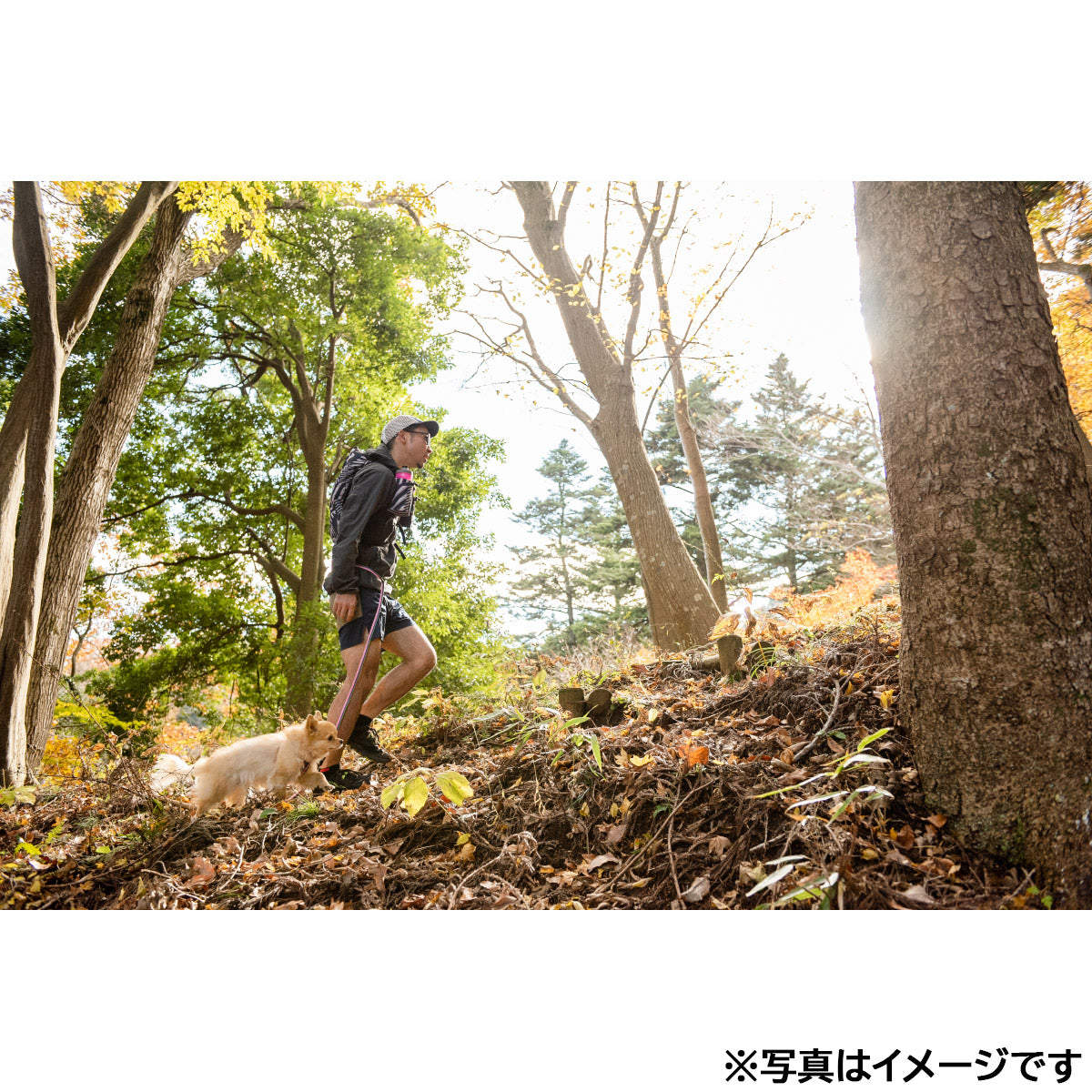 イージードッグ EZYDOG ロードランナーライト ブラック【送料無料】