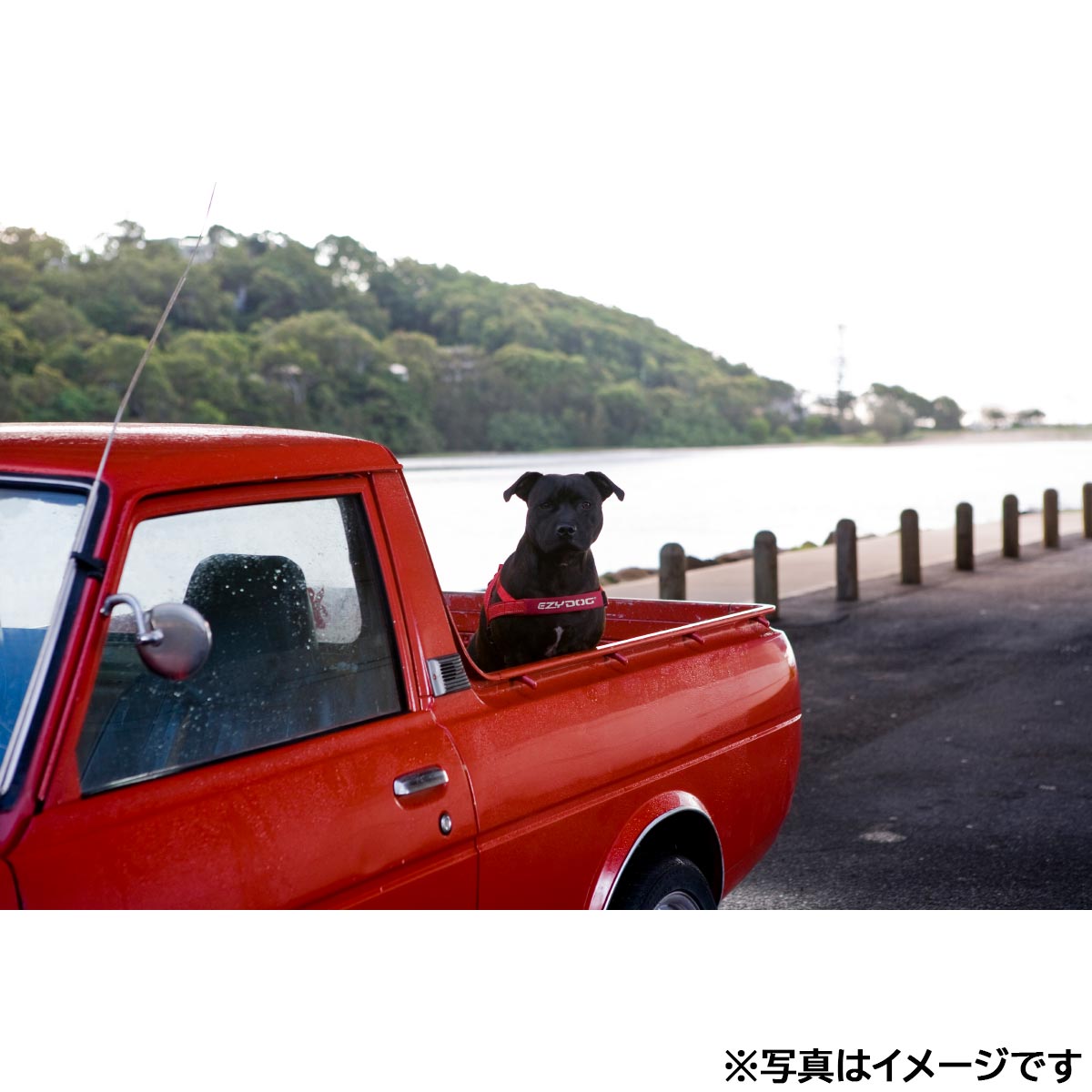 イージードッグ EZYDOG クイックハーネス M レッド【送料無料】