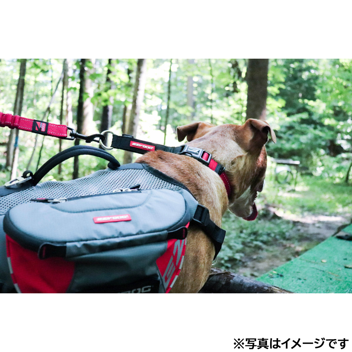 イージードッグ EZYDOG チェックメイト M ブラック