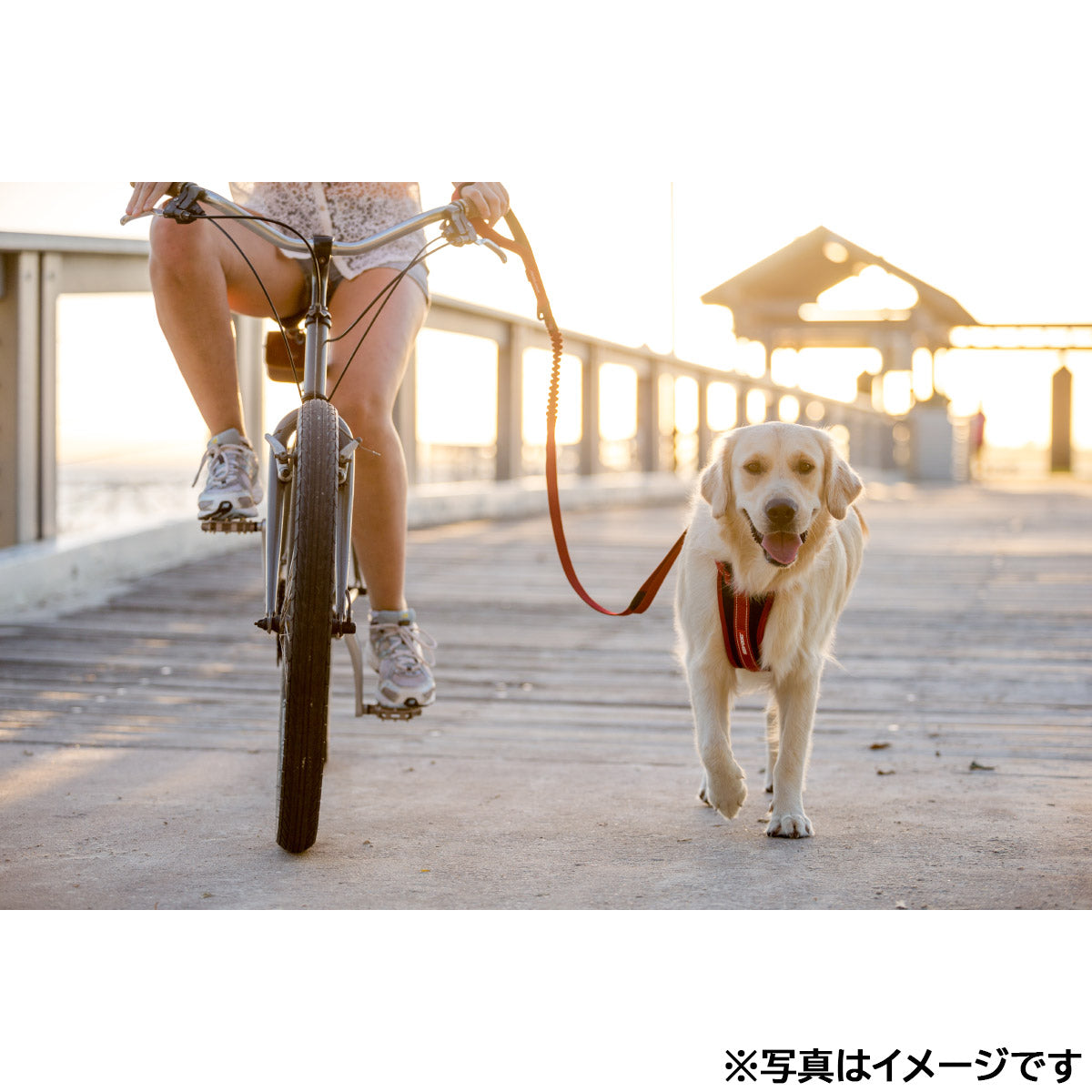 イージードッグ EZYDOG ゼロショック レッド【送料無料】