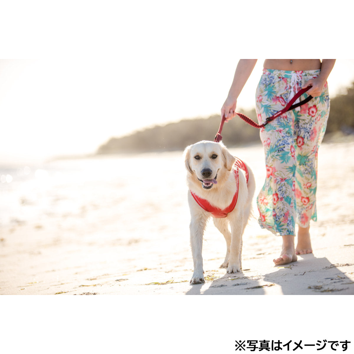 イージードッグ EZYDOG ゼロショック レッド【送料無料】