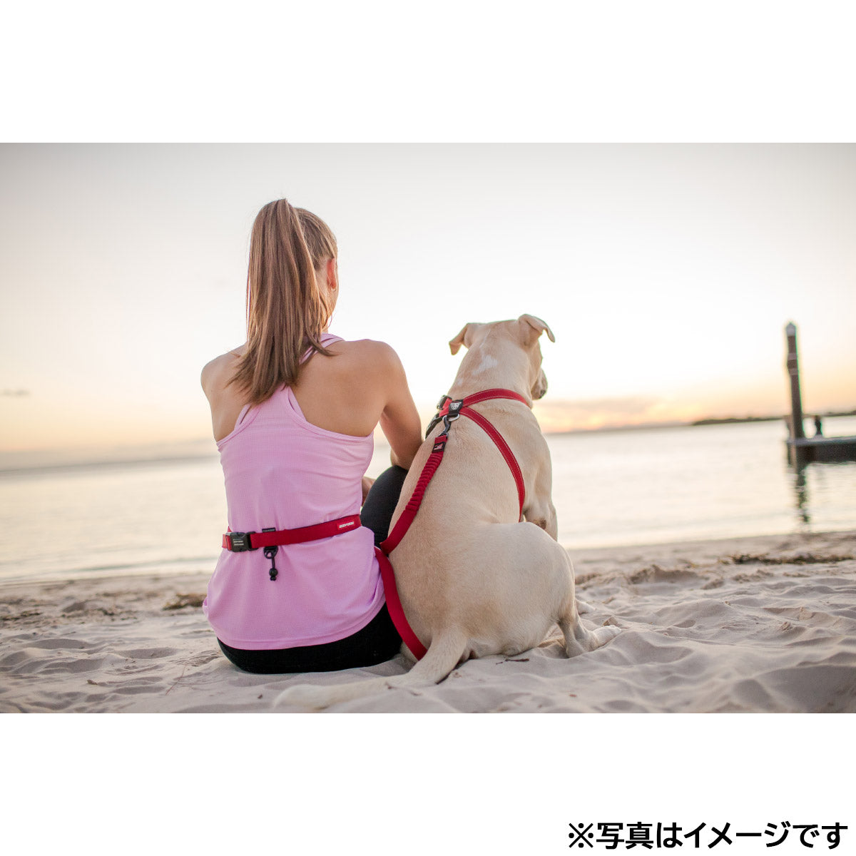 イージードッグ EZYDOG ロードランナー レッド【送料無料】