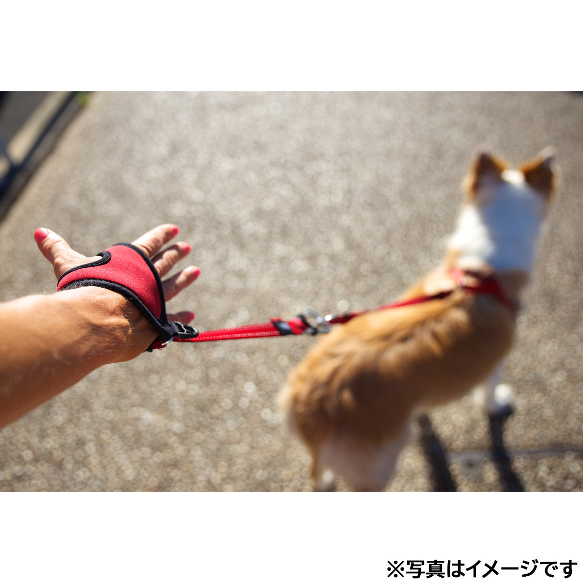 イージードッグ EZYDOG ハンディリード レッド【送料無料】