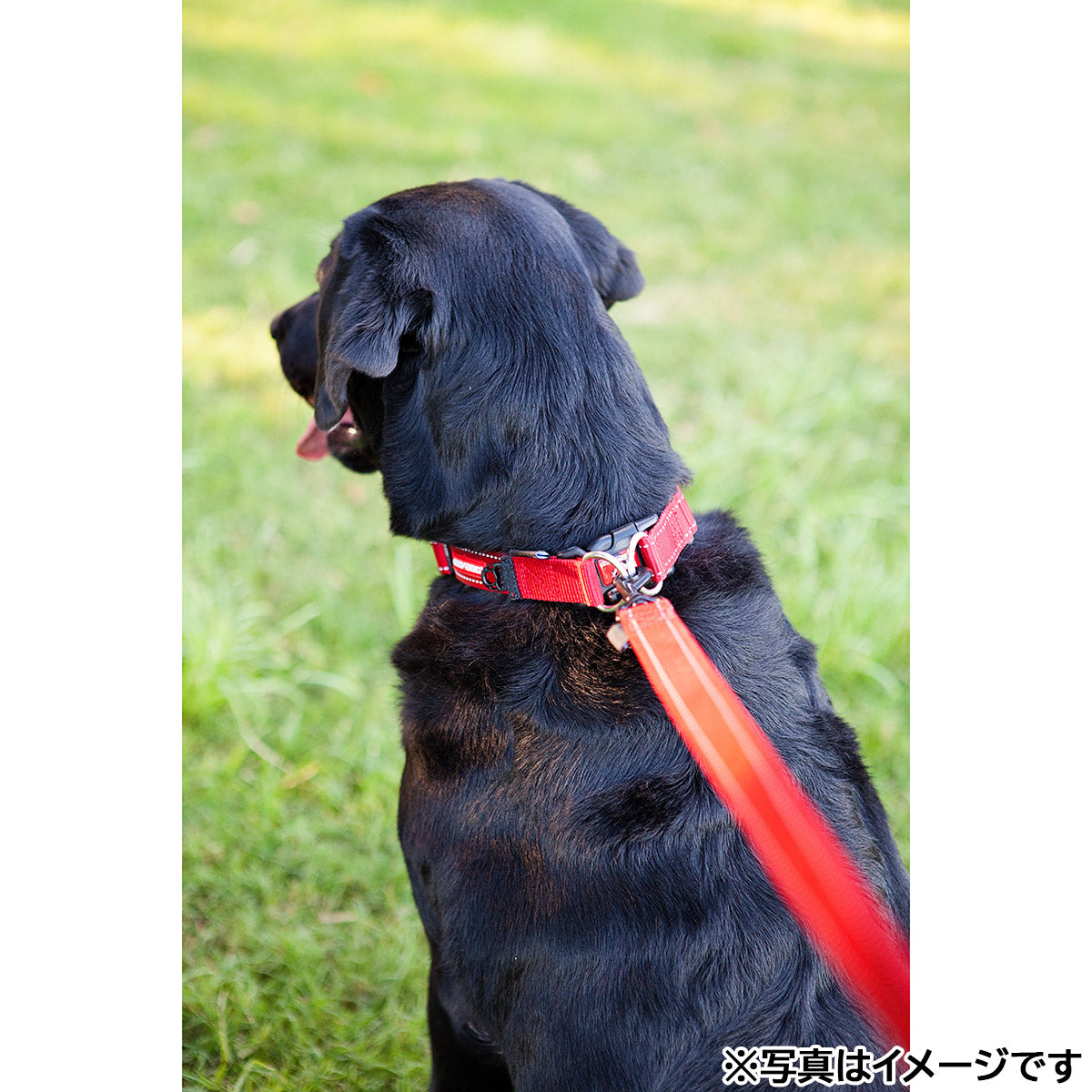 イージードッグ EZYDOG ダブルロックカラー S グリーンカモ