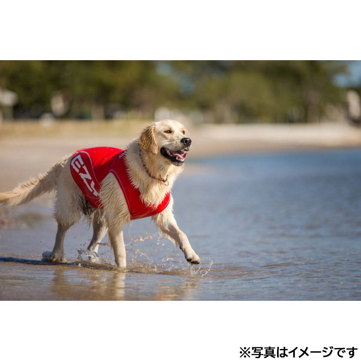 イージードッグ EZYDOG ドッグラッシュガード XS レッド【送料無料】