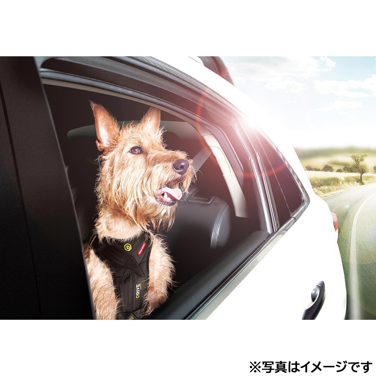 イージードッグ EZYDOG ドライブハーネス L ブラック【送料無料】
