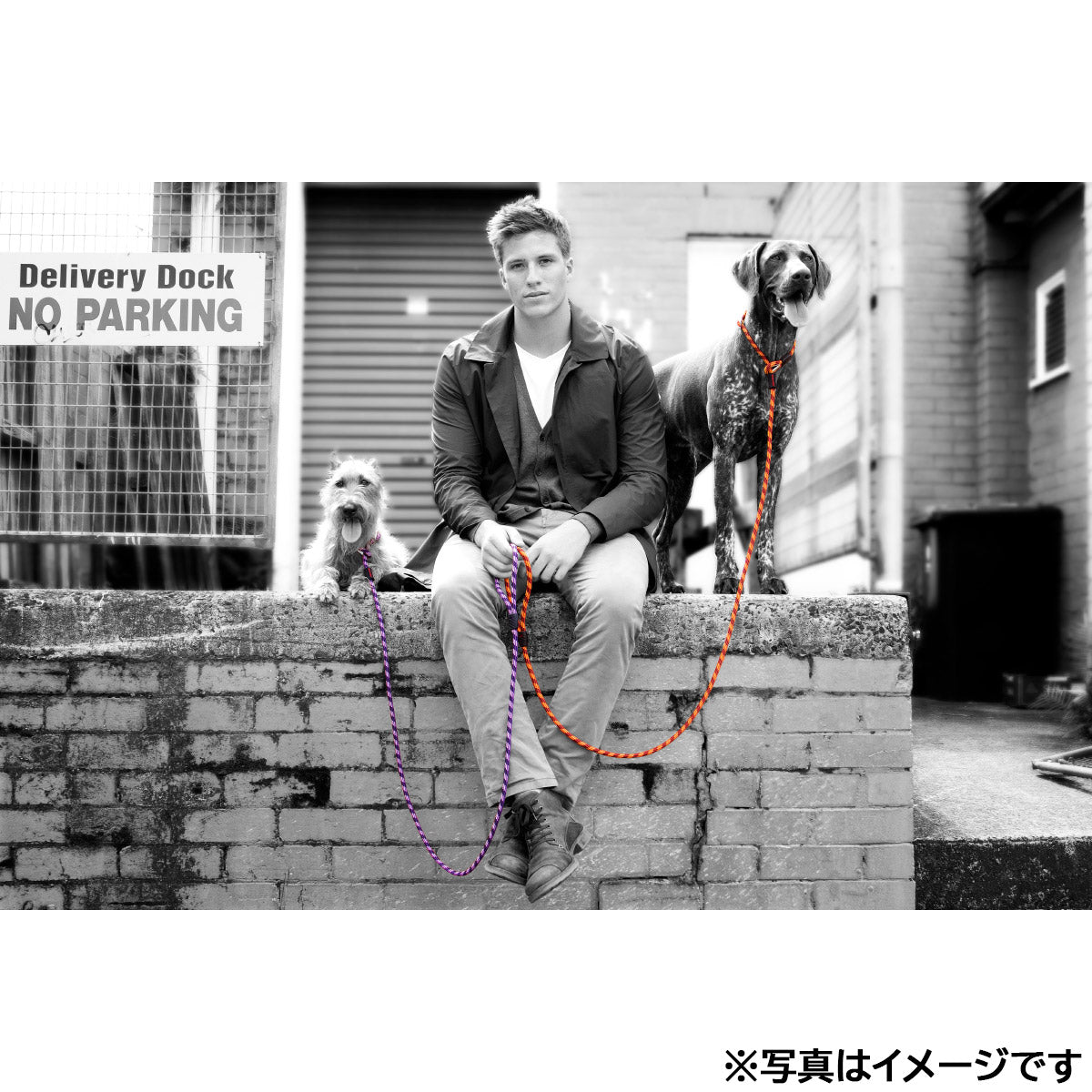 イージードッグ EZYDOG ルカリードライト オレンジ【送料無料】