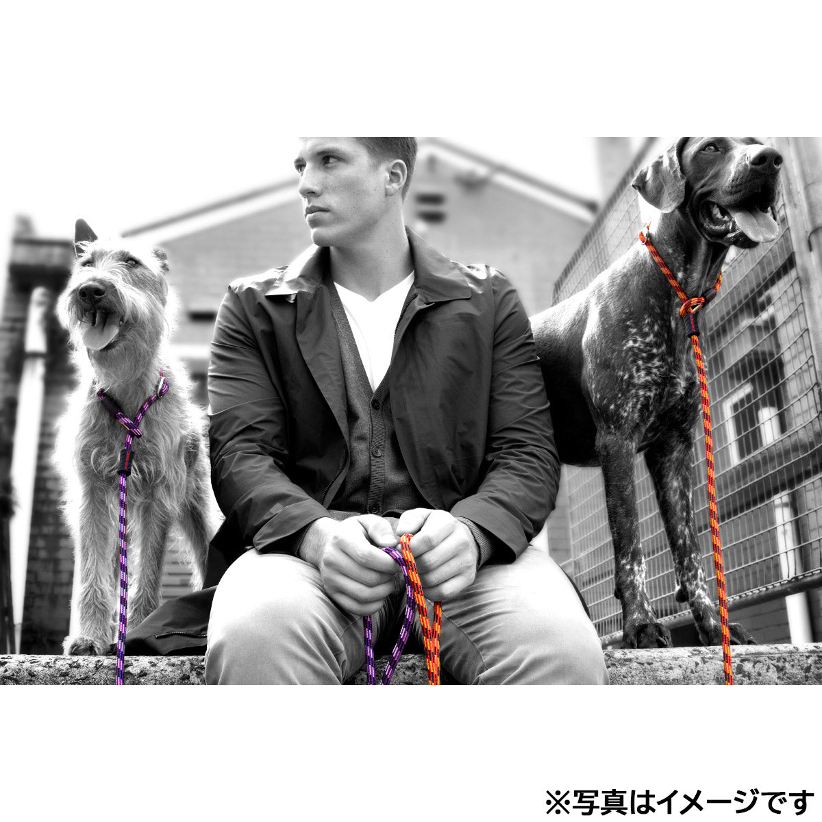 イージードッグ EZYDOG ルカリードライト パープル【送料無料】