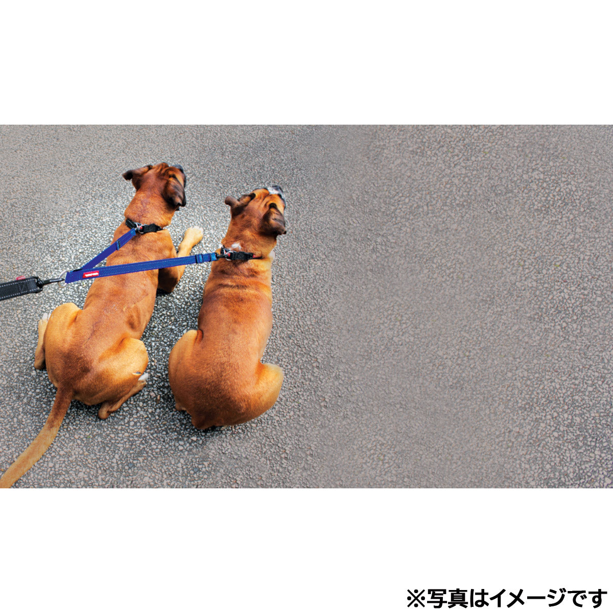イージードッグ EZYDOG ソフトエクステンション ダブル ブラック