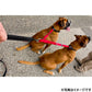 イージードッグ EZYDOG ゼロショックエクステンション ダブル レッド【送料無料】