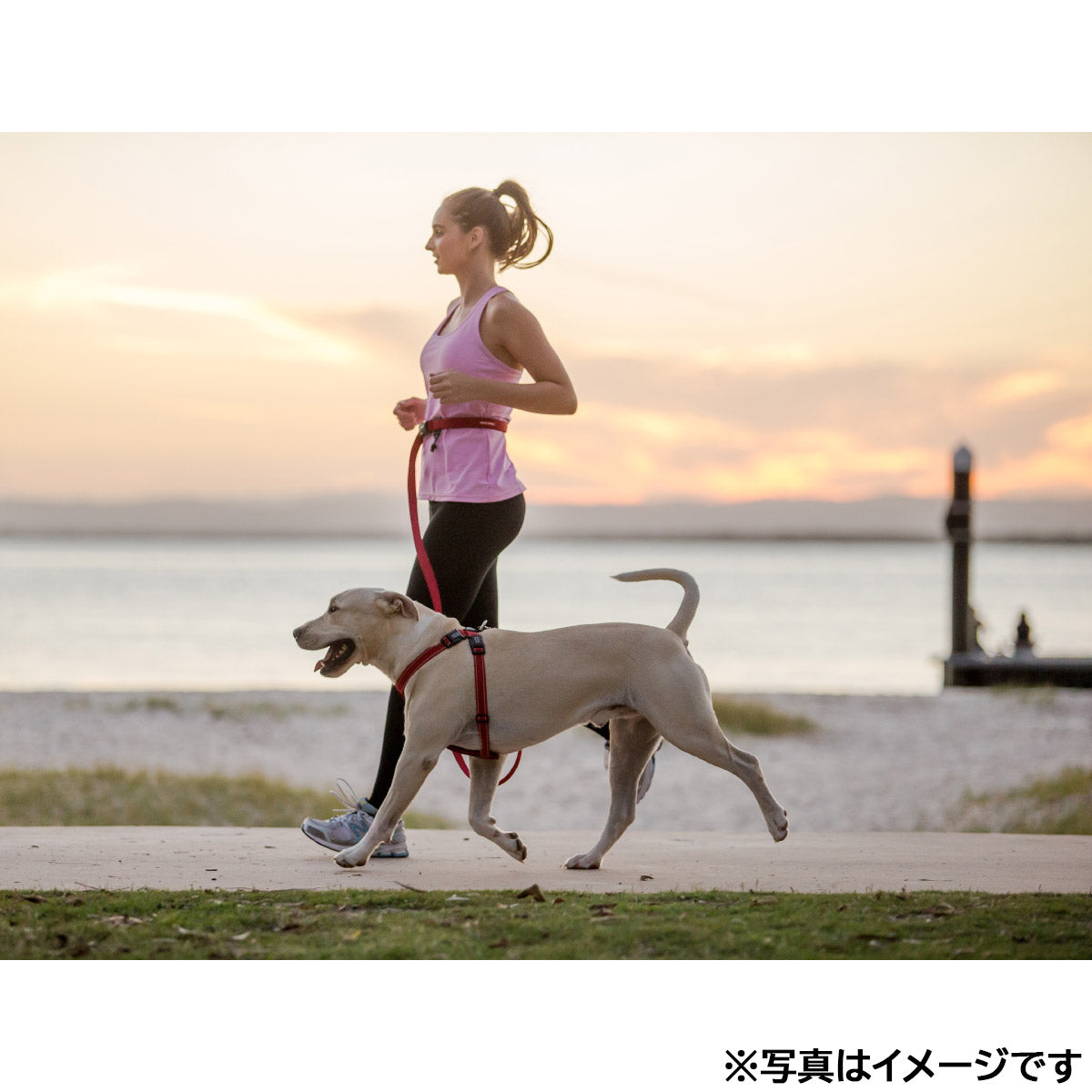 イージードッグ EZYDOG ロードランナー バブルガム【送料無料】