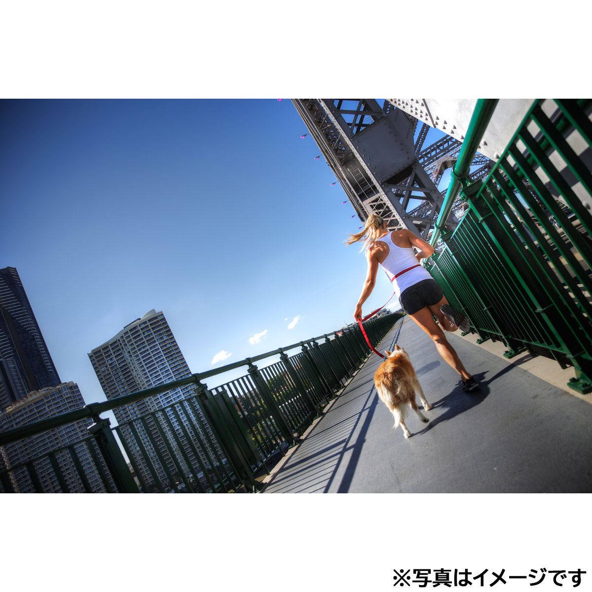 イージードッグ EZYDOG ロードランナー バブルガム【送料無料】
