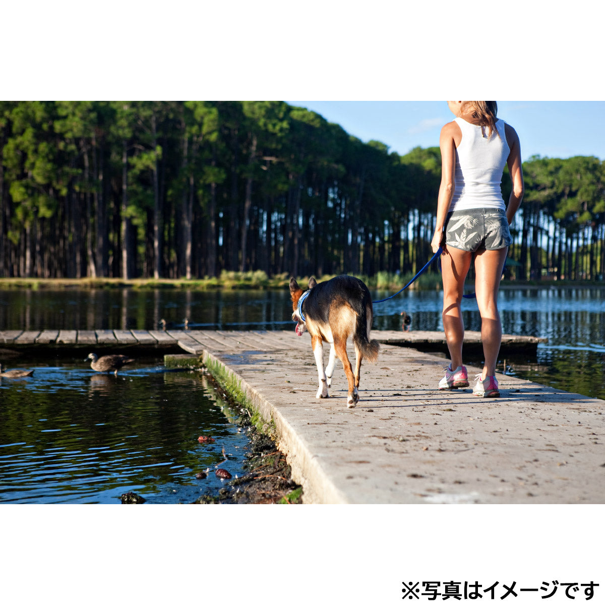 イージードッグ EZYDOG ヴァリオ6 バブルガム【送料無料】
