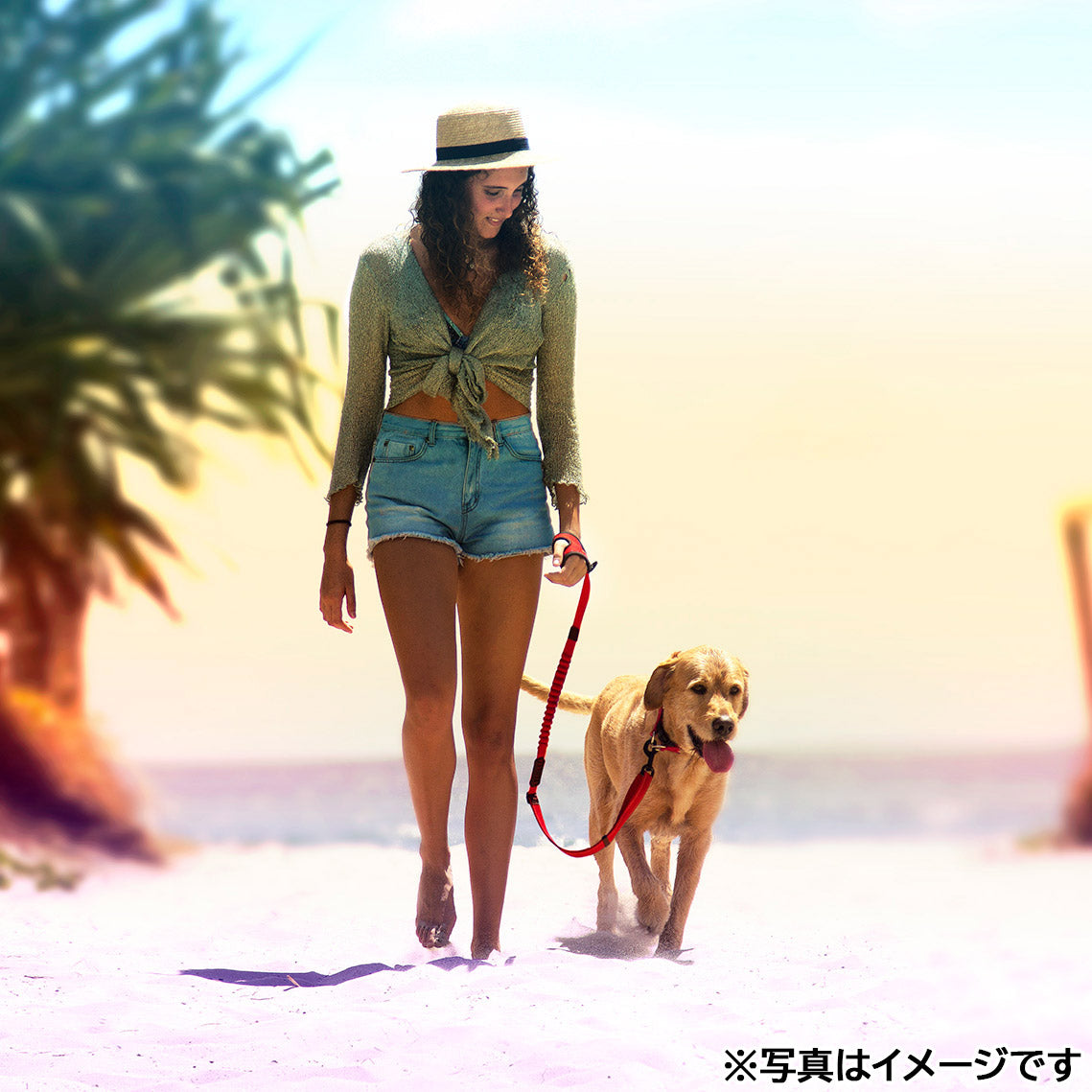 イージードッグ EZYDOG ハンディゼロショックリード ブラック【送料無料】