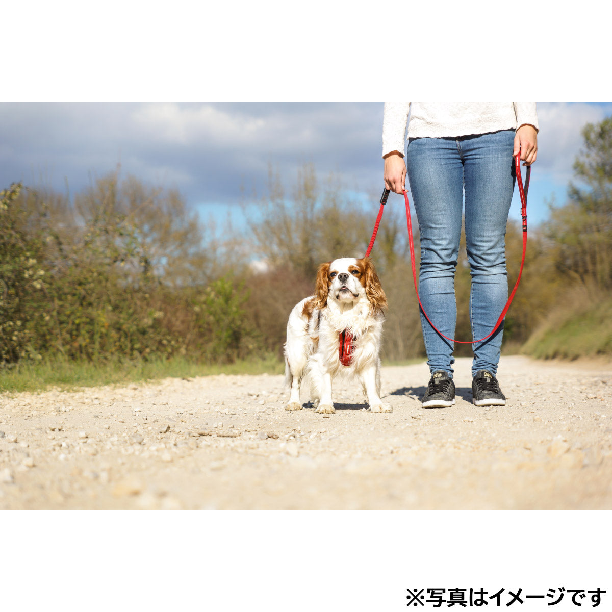 イージードッグ EZYDOG ゼロショックライト グリーンカモ