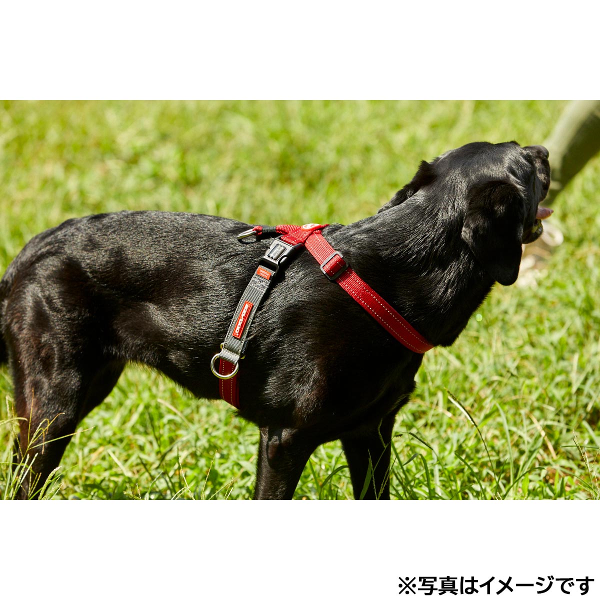 イージードッグ EZYDOG クロスチェックハーネス XS レッド【送料無料】