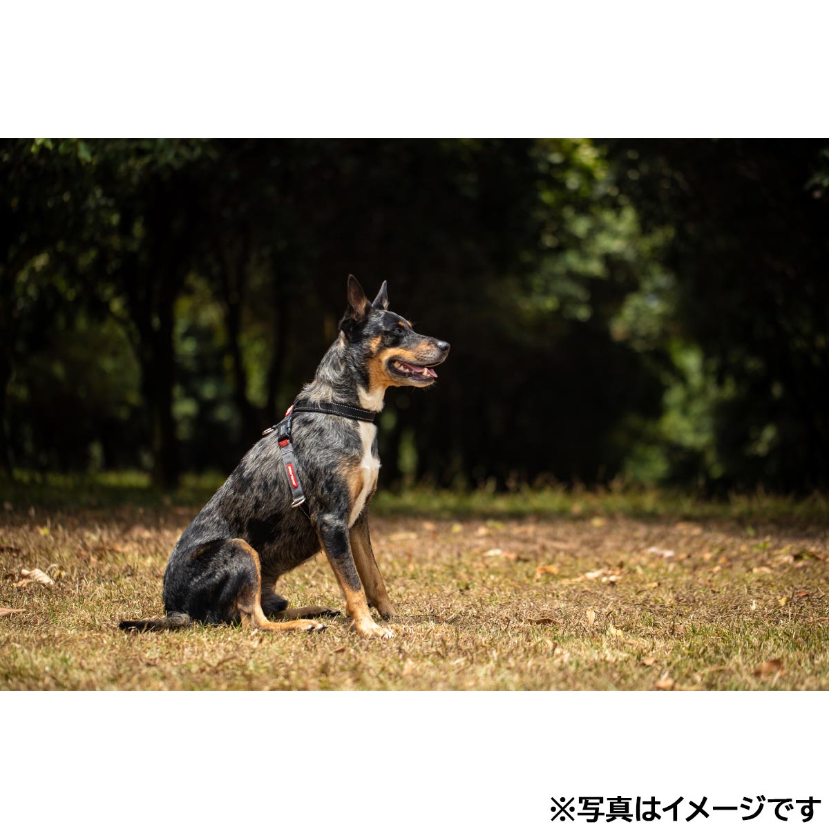 イージードッグ EZYDOG クロスチェックハーネス M ブラック【送料無料】