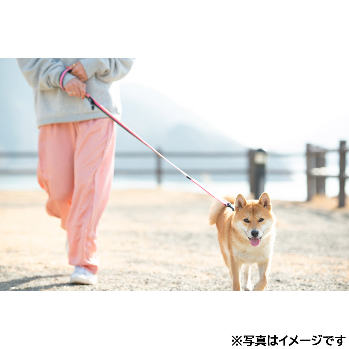 イージードッグ EZYDOG ソフトトレーナー ピンクカモ【送料無料】